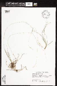 Carex capillaris image
