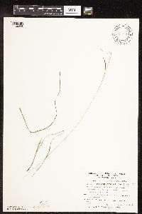 Carex capillaris image