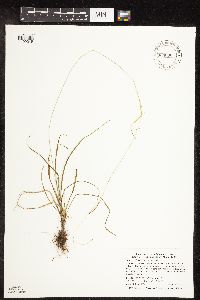 Carex capillaris image