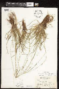 Carex capillaris image