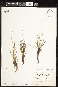Carex capillaris image