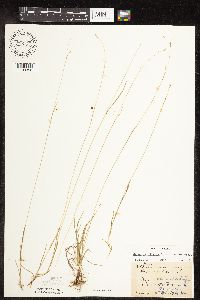 Carex capillaris image