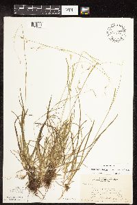 Carex capillaris image