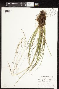 Carex capillaris image