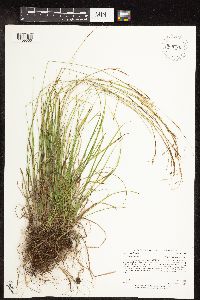 Carex capillaris image