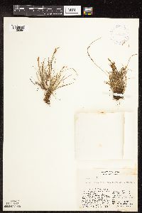 Carex capillaris image