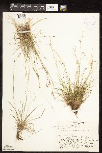 Carex capillaris image