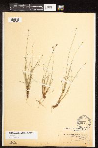 Carex capitata image