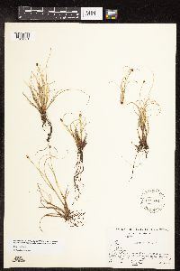Carex capitata image