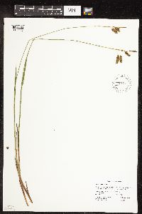 Image of Carex castanea