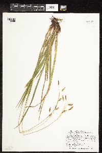 Carex castanea image