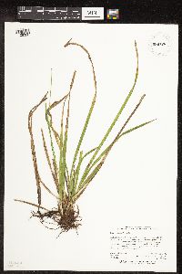 Carex castanea image