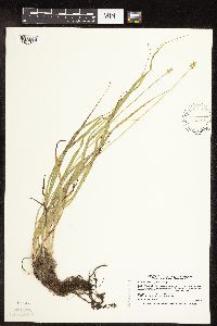 Image of Carex cephaloidea