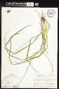 Carex cephaloidea image