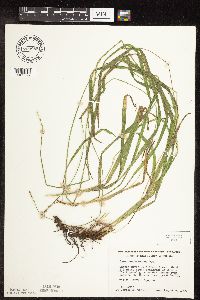 Carex cephaloidea image