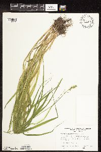 Carex cephaloidea image