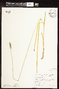 Carex cephaloidea image