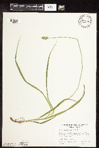 Carex cephaloidea image