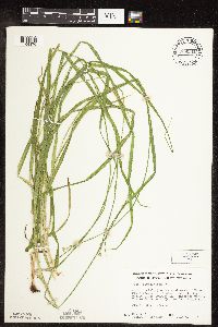 Carex cephaloidea image