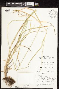 Carex cephaloidea image