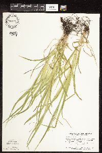 Carex cephaloidea image