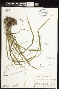 Carex cephaloidea image