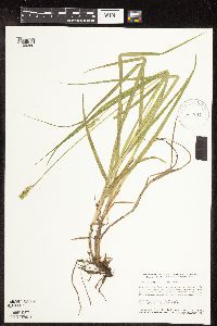 Carex cephaloidea image