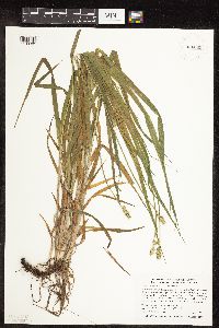 Carex cephaloidea image