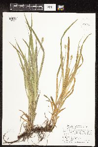 Carex cephaloidea image