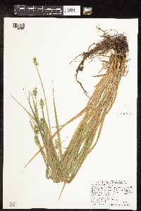 Carex cephaloidea image