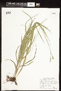 Carex cephaloidea image