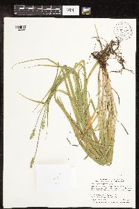 Carex cephaloidea image