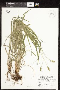 Carex cephaloidea image