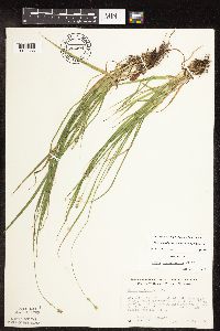 Carex cephalophora image