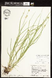 Carex cephalophora image