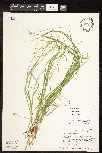 Carex cephalophora image
