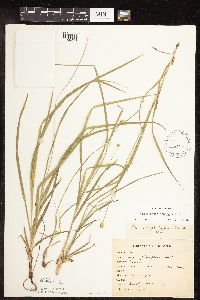 Carex cephalophora image