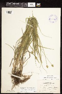 Carex cephalophora image