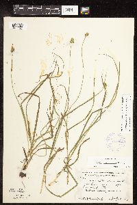 Carex cephalophora image