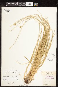 Carex cephalophora image