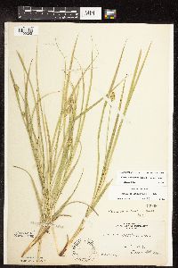 Carex cephalophora image