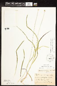 Carex cephalophora image