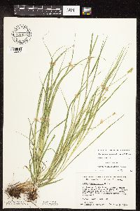 Carex cephalophora image