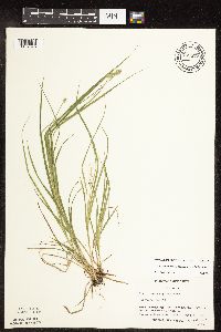 Carex cephalophora image