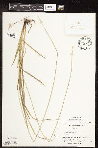 Carex cephalophora image
