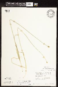 Carex cephalophora image