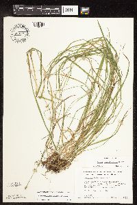 Carex cephalophora image