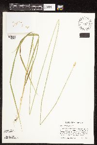 Carex cephalophora image