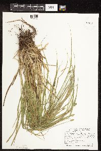 Carex cephalophora image