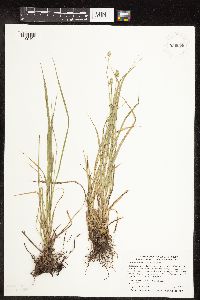 Carex cephalophora image
